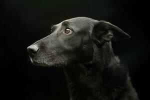 retrato de un adorable mezclado raza perro foto