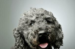 Portrait of an adorable pumi looking curiously at the camera - isolated on grey background photo