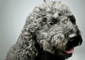 Portrait of an adorable pumi looking curiously - isolated on grey background photo