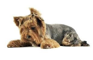 Yorkshire terrier looking down in a white photo studio