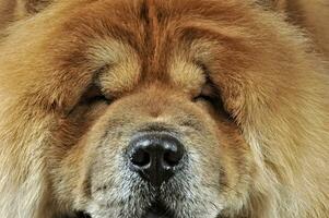 Beautiful chow chow posing in a photo studio