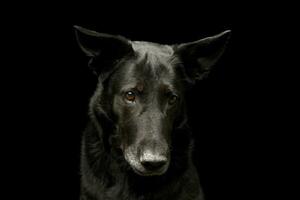 Portrait of an adorable mixed breed dog photo