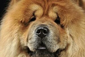 Beautiful chow chow posing in a photo studio