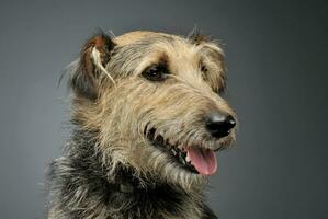 Portrait of an adorable mixed breed dog looking curiously photo