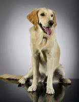 Studio shot of an adorable Golden retriever puppy photo