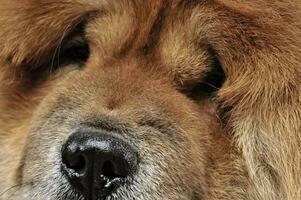 Beautiful chow chow posing in a photo studio