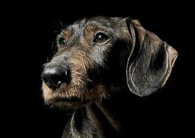 linda cableado pelo perro tejonero en un negro foto estudio