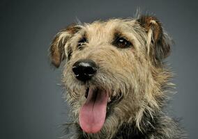 Portrait of an adorable mixed breed dog looking curiously photo