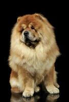 Studio shot of an adorable chow chow sitting and looking curiously at the camera photo