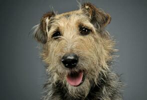 Portrait of an adorable mixed breed dog looking curiously at the camera photo