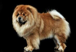 Beautiful chow chow posing in a photo studio