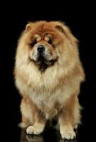 Studio shot of an adorable chow chow sitting and looking curiously at the camera photo