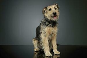 Studio shot of an adorable mixed breed dog sitting and looking curiously at the camera photo