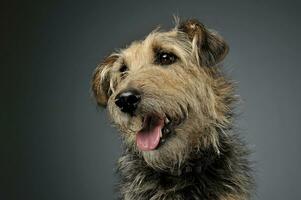 Portrait of an adorable mixed breed dog looking curiously photo