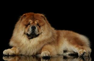 Beautiful chow chow posing in a photo studio