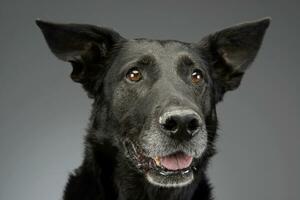 Portrait of an adorable mixed breed dog photo