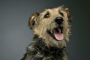 Portrait of an adorable mixed breed dog looking up curiously photo