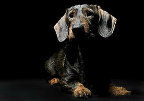 Cute wired hair dachshund in a Black photo studio