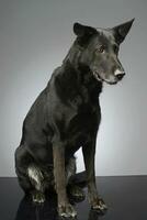 Studio shot of an adorable mixed breed dog photo