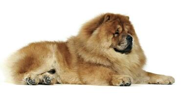 Beautiful chow chow posing in a photo studio