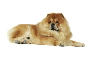 Studio shot of an adorable chow chow lying and looking curiously at the camera photo