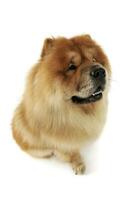 Studio shot of an adorable chow chow sitting and looking up curiously photo