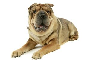 Studio shot of an adorable Shar pei photo