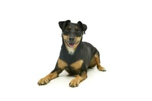 Studio shot of an adorable Jack Russell Terrier puppy photo