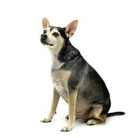 Studio shot of an adorable mixed breed dog photo