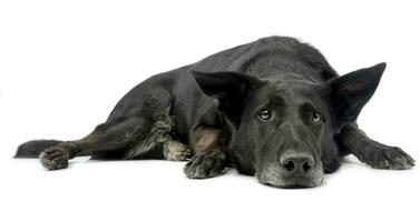 Studio shot of an adorable mixed breed dog photo