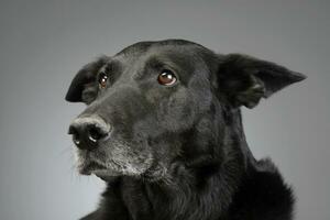 retrato de un adorable mezclado raza perro foto