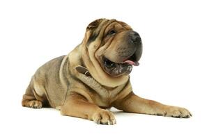 Studio shot of an adorable Shar pei photo