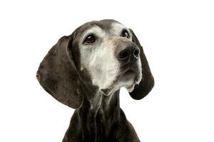 Portrait of an adorable mixed breed dog photo