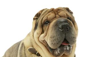 Portrait of an adorable Shar pei photo