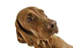 Portrait of an adorable magyar vizsla looking seriously photo