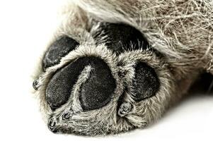 Beautiful chow chow paw in a white photo studio