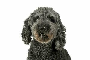 Portrait of an adorable pumi looking curiously at the camera - isolated on white background photo