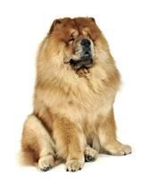 Beautiful chow chow posing in a photo studio