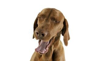 Portrait of an adorable magyar vizsla yawning on white background photo