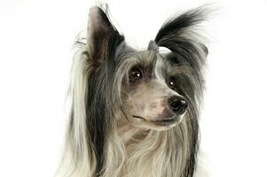 chinese crested dog portrait in a white studio photo