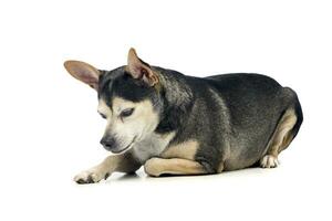 Studio shot of an adorable mixed breed dog photo