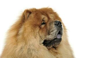 Beautiful chow chow posing in a photo studio