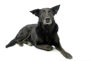 Studio shot of an adorable mixed breed dog photo