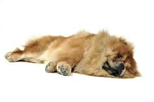 Beautiful chow chow posing in a photo studio