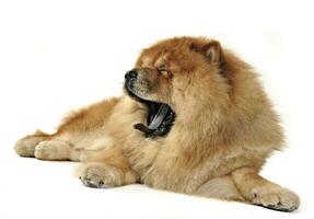 Beautiful chow chow posing in a photo studio