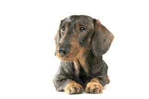 Studio shot of an adorable wired haired Dachshund looking curiously photo