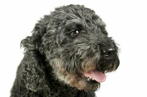 Portrait of an adorable pumi looking satisfied - isolated on white background photo