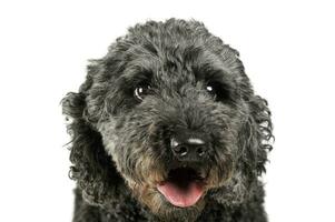 Portrait of an adorable pumi looking curiously at the camera - isolated on white background photo