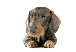 Studio shot of an adorable wired haired Dachshund looking curiously photo