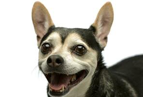 Portrait of an adorable mixed breed dog photo